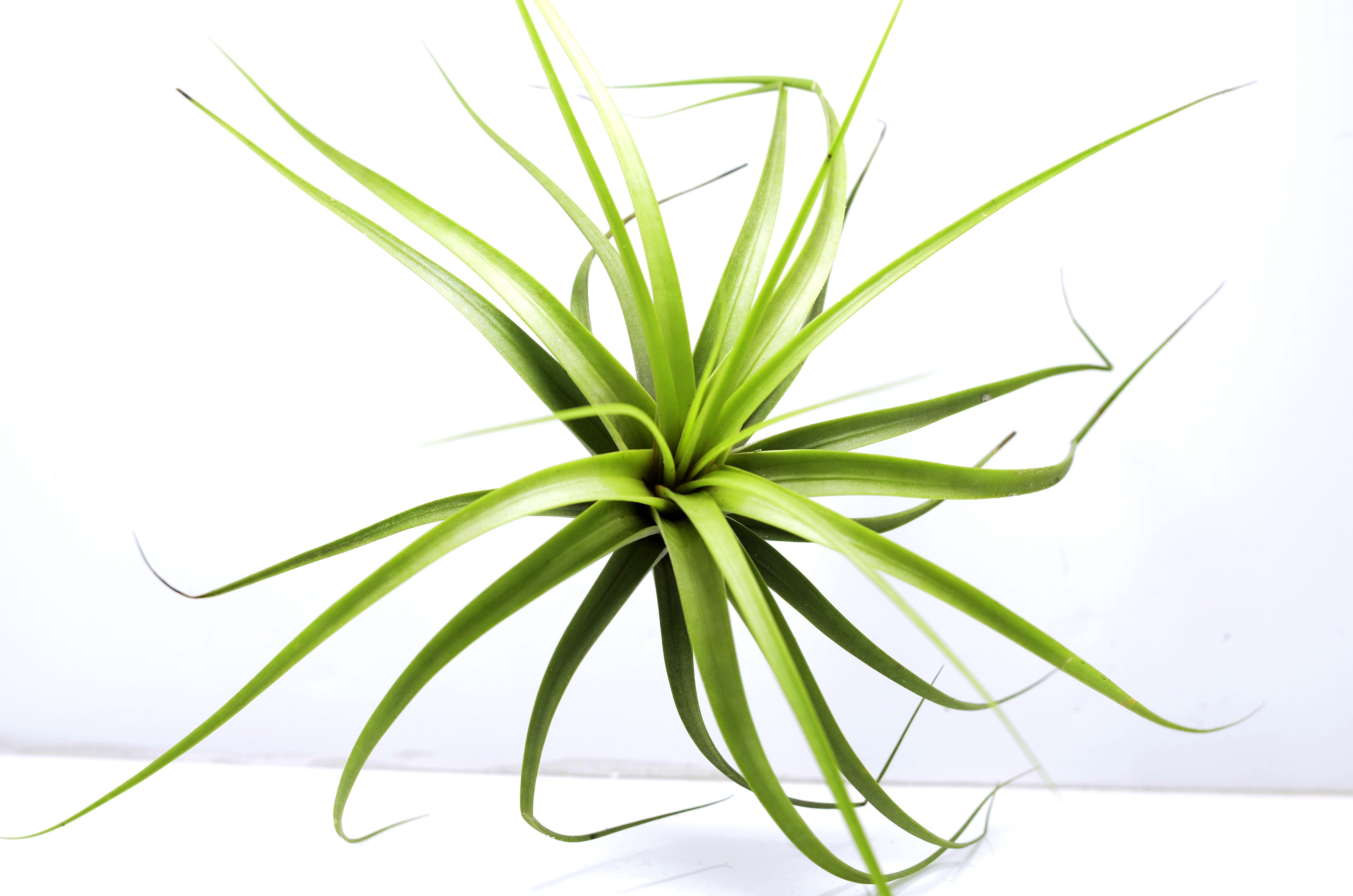 Buy Concolor online at Best Price - Air Plant Planet