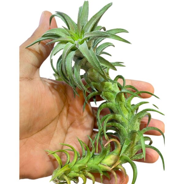 Tillandsia Ionantha Vanhyngii Large