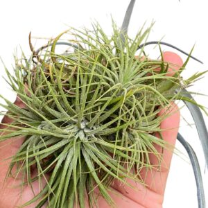 Tillandsia Ionantha var Stricta Clump