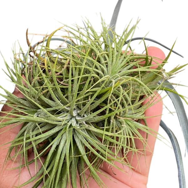 Tillandsia Ionantha var Stricta Clump