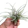 Tillandsia Capitata Domignensis