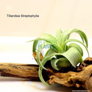 Tillandsia Streptophylla Small