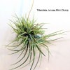 Tillandsia Juncea Mini Clump