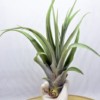 Tillandsia Betty (Xerographica x Brachycaulos) Medium