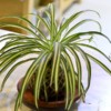 Kokedama Spider Plant | Chlorophytum Comosum