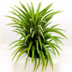 Buy Best Air Plants for Home Online in India - Air Plant Planet