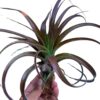 Tillandsia Love Knot