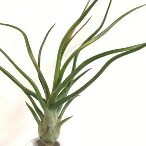 Tillandsia Showtime Large