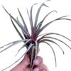 Timm’s Outburst(Capitata Domingensis x Ionantha Fuego)