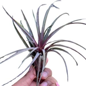 Timm’s Outburst(Capitata Domingensis x Ionantha Fuego)