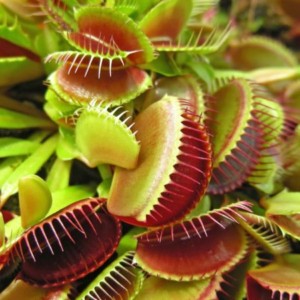 Carnivorous Plants