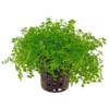 Micaranthemum Umbrosum “Monte Carlo” Pot