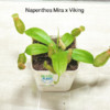 Nepenthes Mirabilis x Viking