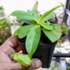 Nepenthes (Mirabilis x Viking) x Ampullaria Green