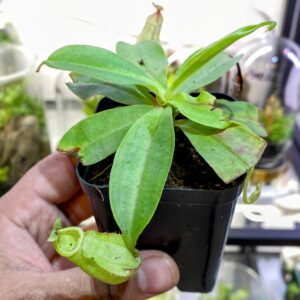 Pinguicula Esseriana (Butterwort)