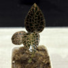 Jewel Orchid Brown