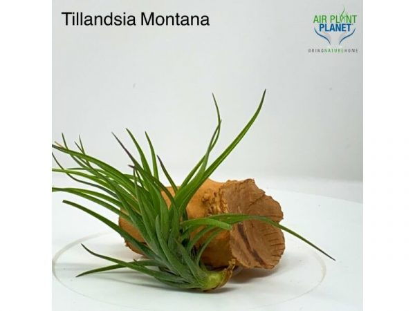 Tillandsia Montana