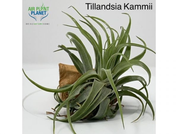 Tillandsia Kammii