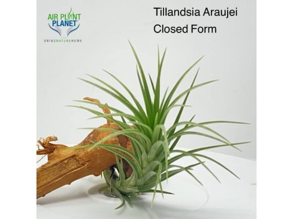 Tillandsia Araujei Closed Form