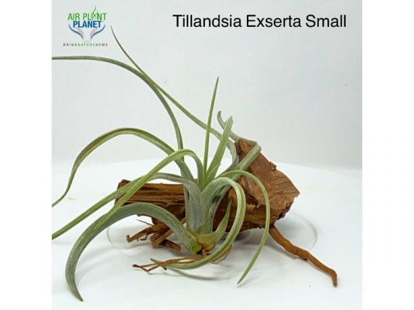 Tillandsia Exserta Small