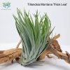 Tillandsia Montana Thick Leaf