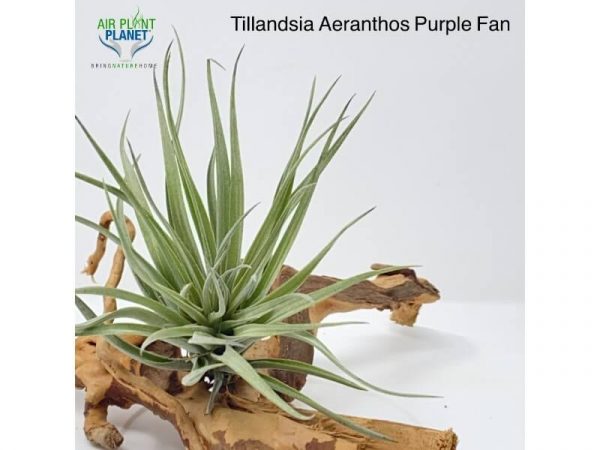 Tillandsia Aeranthos Purple Fan