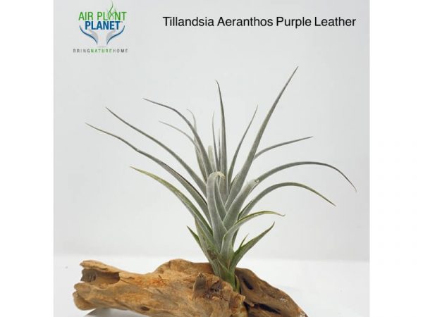 Tillandsia Aeranthos Purple Leather