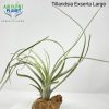 Tillandsia Exserta Large