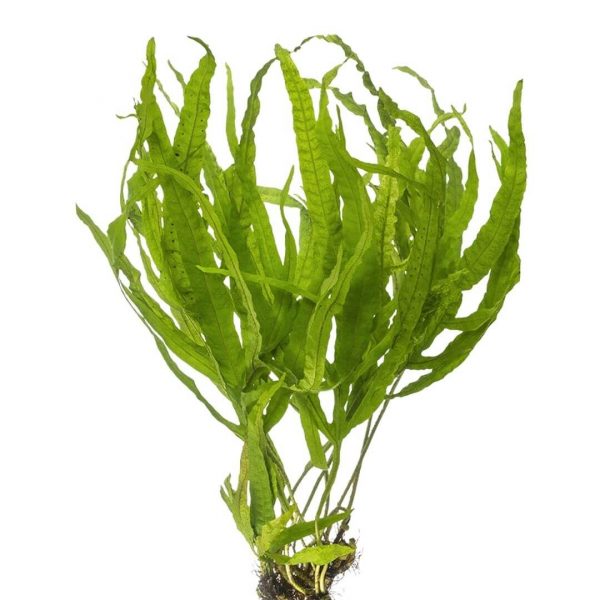 Java Fern Trident Leaf