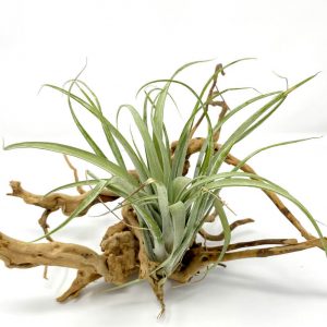 Tillandsia Betty (Xerographica x Brachycaulos)