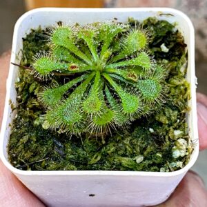 Drosera Spatulata