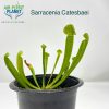 Sarracenia Catesbaei