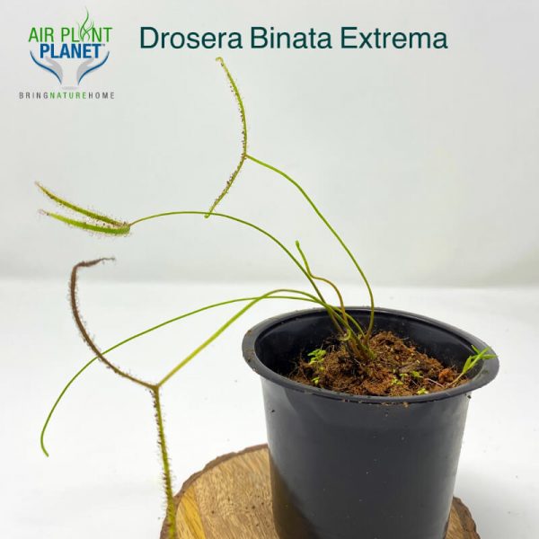 Drosera Binata Extrema