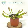 Sarracenia Scarlet Belle