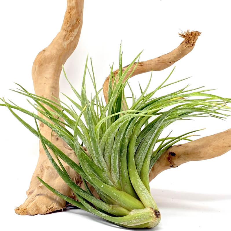 Tillandsia Victoria Crested Tillandsia Victoria Crested