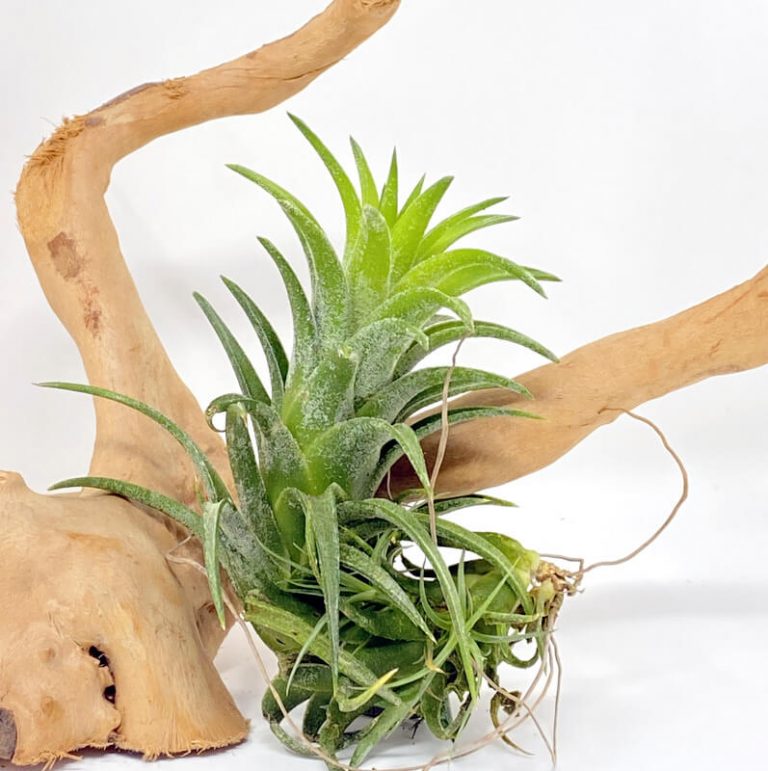 Buy Best Air Plants for Home Online in India Air Plant