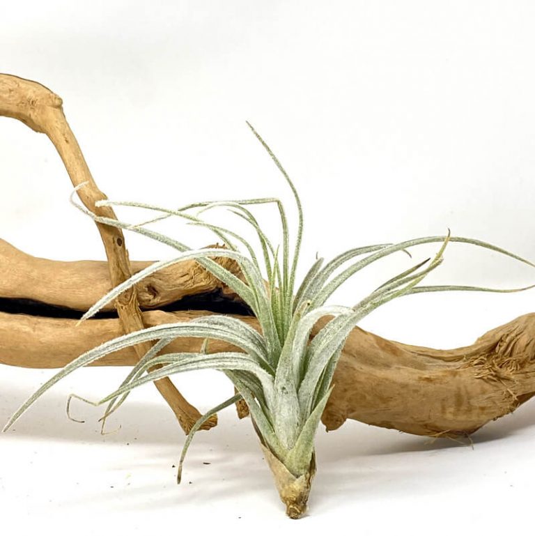 Buy Best Air Plants for Home Online in India Air Plant