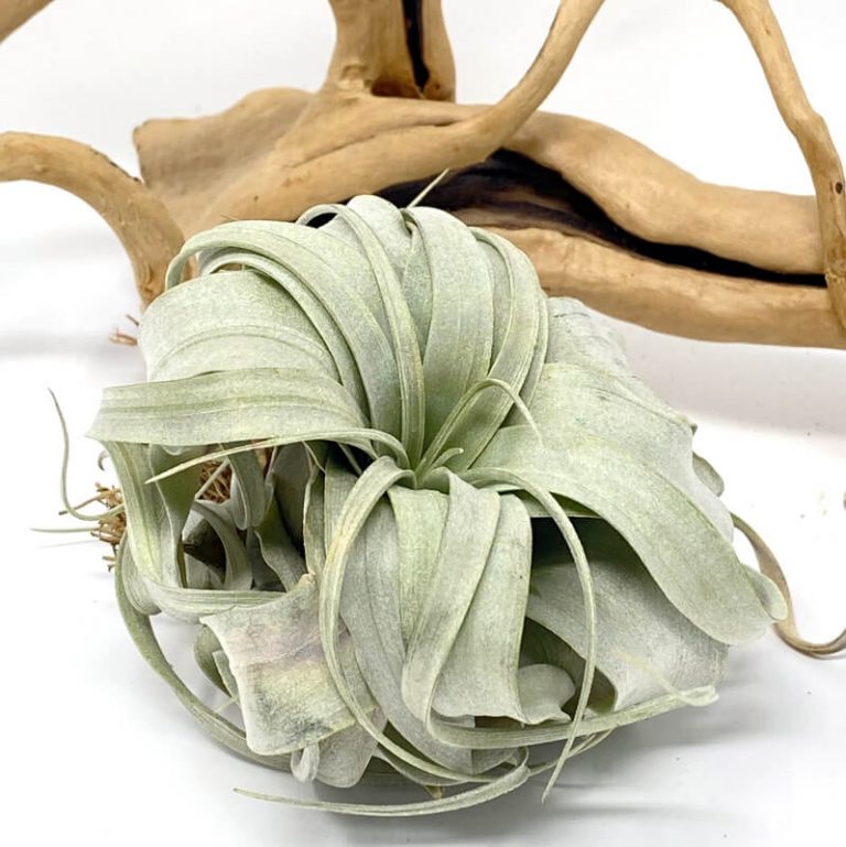 Buy Best Air Plants for Home Online in India Air Plant