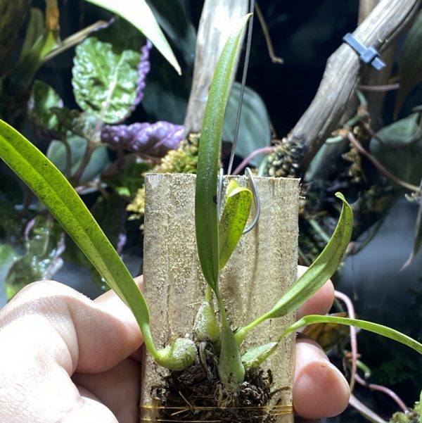 Bulbophyllum Roseopunctatum Miniature Orchid
