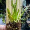 Oberonia (Miniature Orchid)