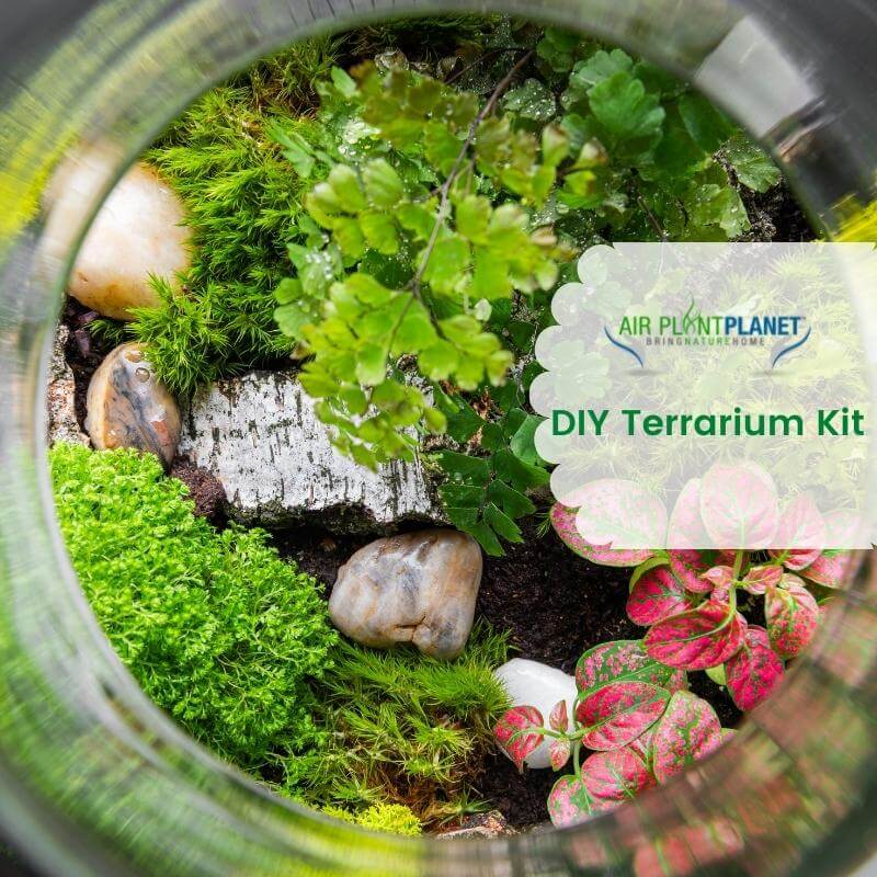 Buy DIY Terrarium Kit online at Best Price - Air Plant Planet