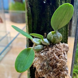 Dendrobium var. (Miniature Orchid)