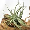 Tillandsia Subsecundifolia