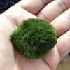 Marimo Moss Ball