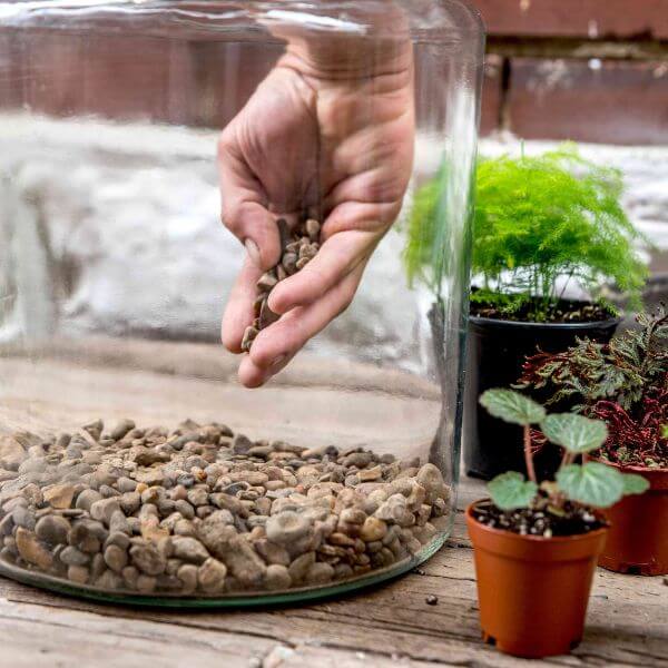 Buy Terrarium Essentials Online at Best Price - Air Plant Planet