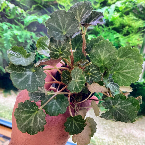 Strawberry Begonia – Saxifraga stolonifera