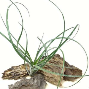 Tillandsia Dasyliriifolia ‘PROLIFERATA’