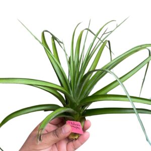 Tillandsia Roland x Streptophylla