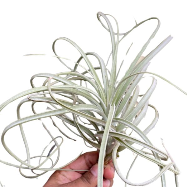 Tillandsia Exserta Large