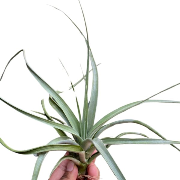 Tillandsia Impression Perfection